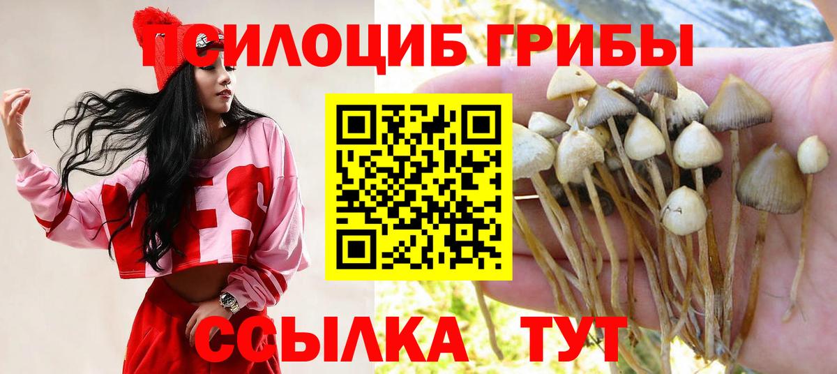 Псилоцибиновые грибы Psilocybine cubensis Лабытнанги